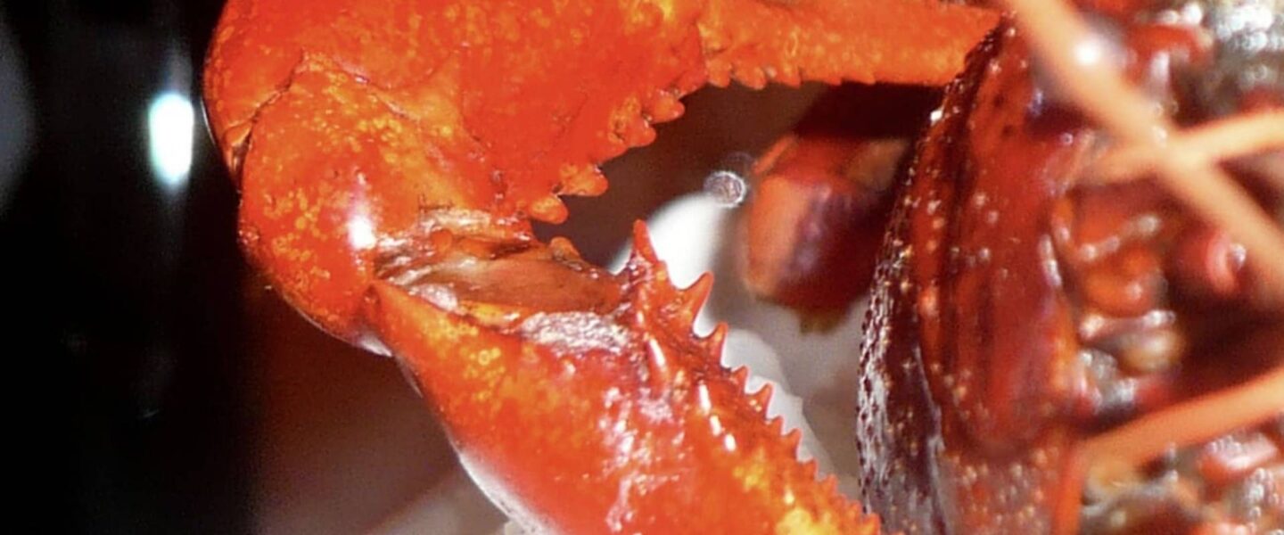 Une pince de homard symbolise les luttes autour du pouvoir dans le spectacle Henry 4.